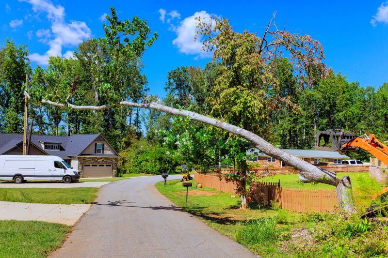 Cost of Tree Removal Service in Navarre, FL