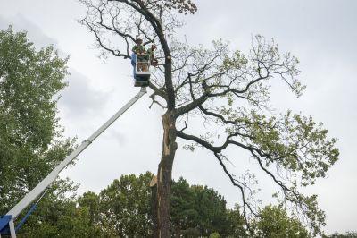 Tree Removal Service Information