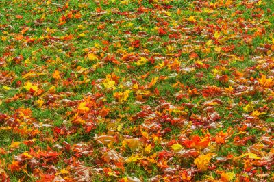 Maintaining Curb Appeal