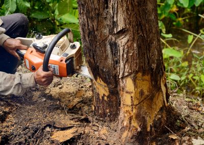 Tree Removal Equipment