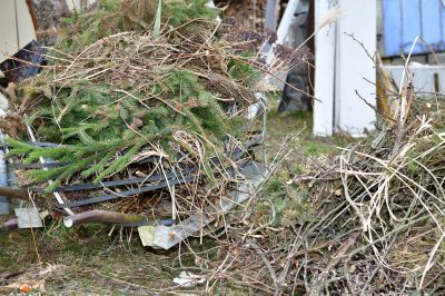 Dead Tree Removal detail