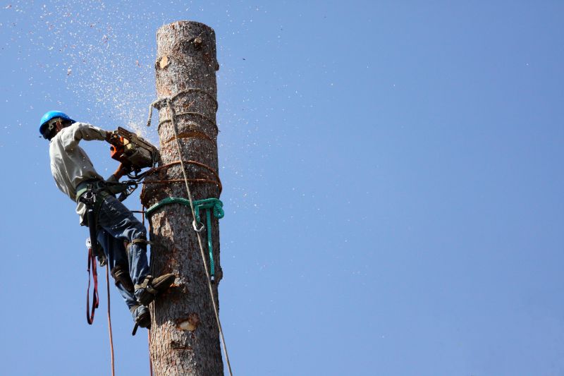 Tree Removal Equipment in Use