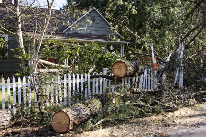 Fall Tree Removal