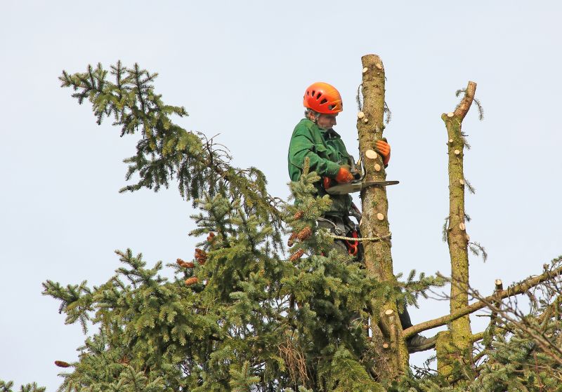 Tree Cutting and Felling