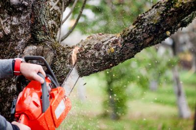 Tree Cutting Process