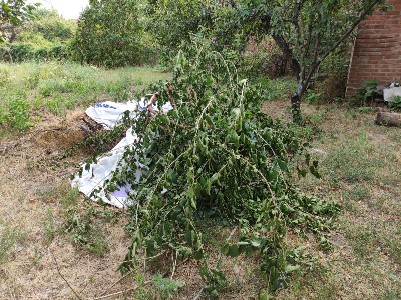 Disposal of Tree Debris