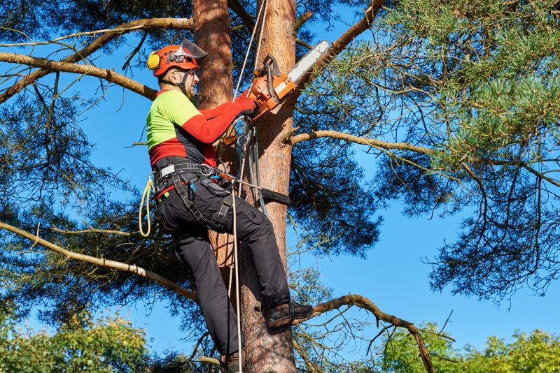 Professional Tree Service Crew