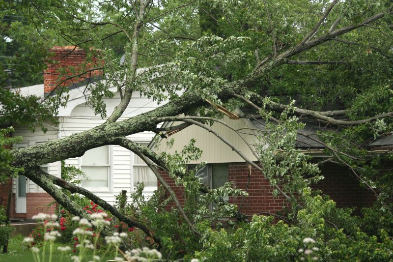 Emergency Tree Removal