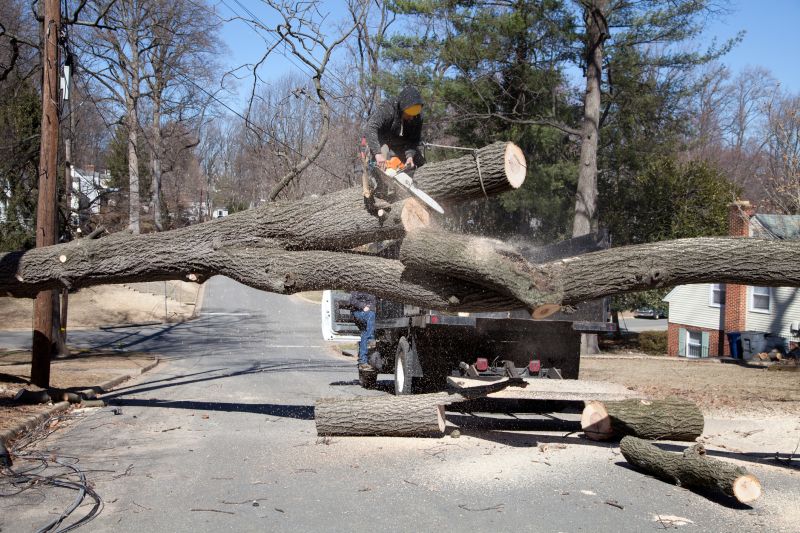Tree Health Assessment