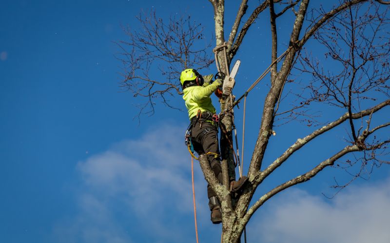Expert Tree Removal Planning